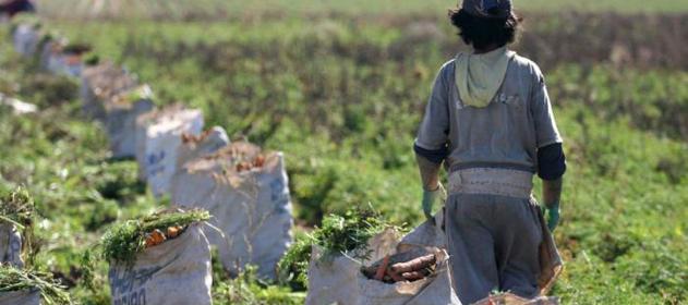 El Ministerio de Trabajo homologó el 35% de aumento salarial para trabajadores rurales