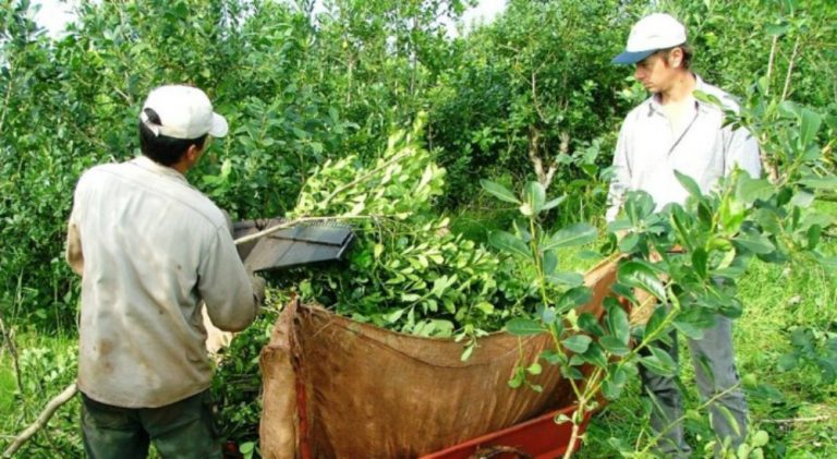 Advierten que crece la precarización laboral en los yerbales